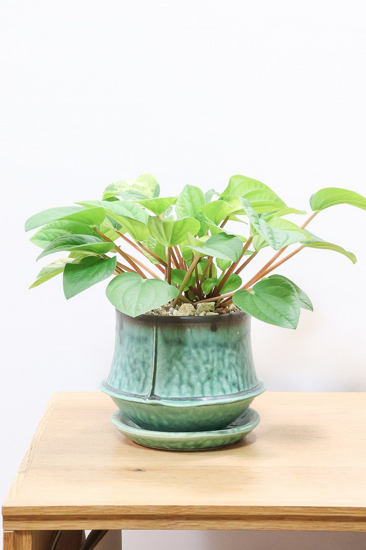 【ペペロミア ラナ バリエガタ】かわいい葉色が人気のラナ！その中でも希少な斑入りタイプです。おすすめです！