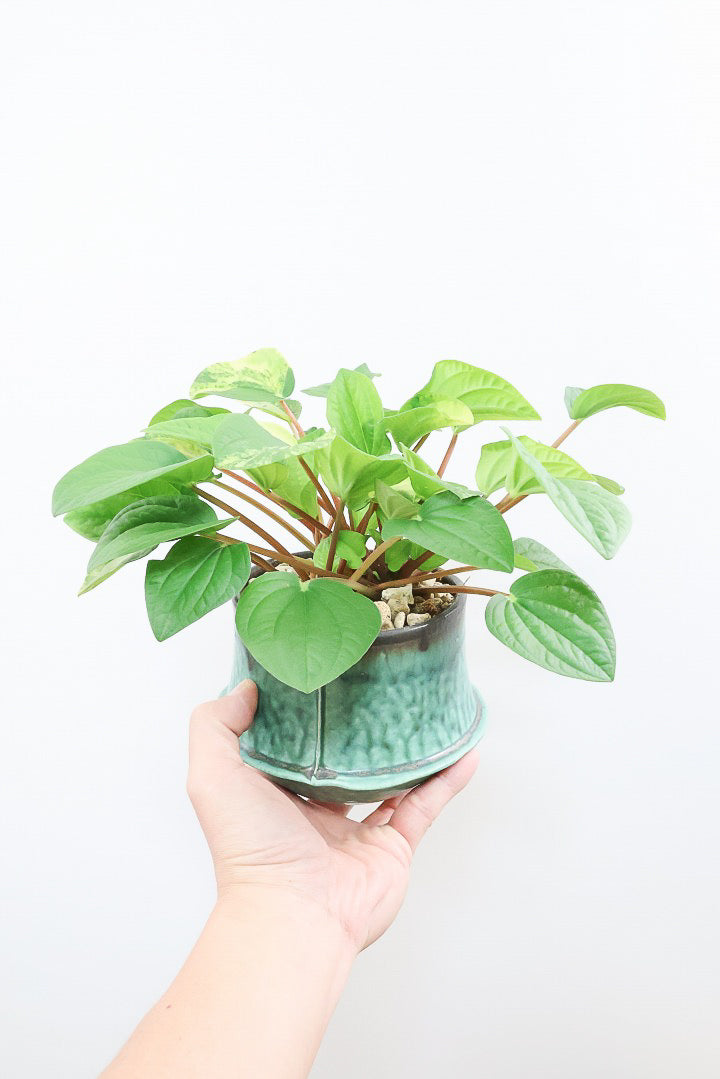 【ペペロミア ラナ バリエガタ】かわいい葉色が人気のラナ！その中でも希少な斑入りタイプです。おすすめです！