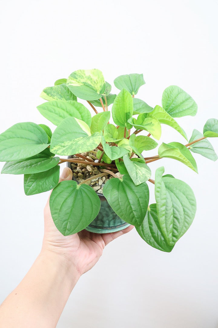 【ペペロミア ラナ バリエガタ】かわいい葉色が人気のラナ！その中でも希少な斑入りタイプです。おすすめです！