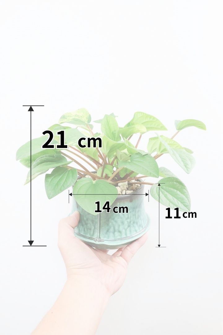 【ペペロミア ラナ バリエガタ】かわいい葉色が人気のラナ！その中でも希少な斑入りタイプです。おすすめです！