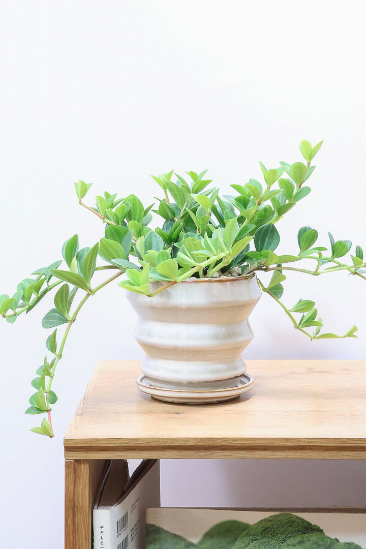 【ペペロミア フォレット】愛知県の冨永さんのオリジナル品種！ペペロミアの中でも育てやすい品種なんです！