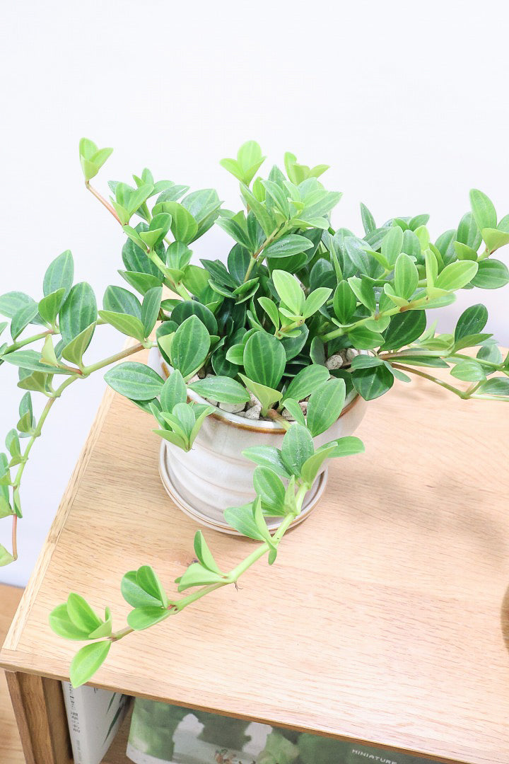 【ペペロミア フォレット】愛知県の冨永さんのオリジナル品種！ペペロミアの中でも育てやすい品種なんです！