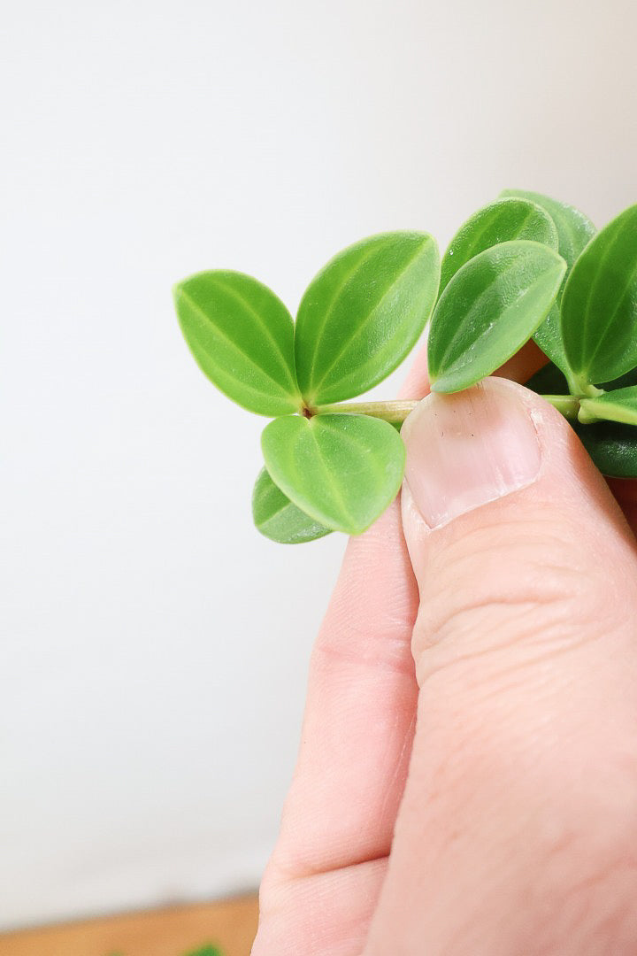 【ペペロミア フォレット】愛知県の冨永さんのオリジナル品種！ペペロミアの中でも育てやすい品種なんです！