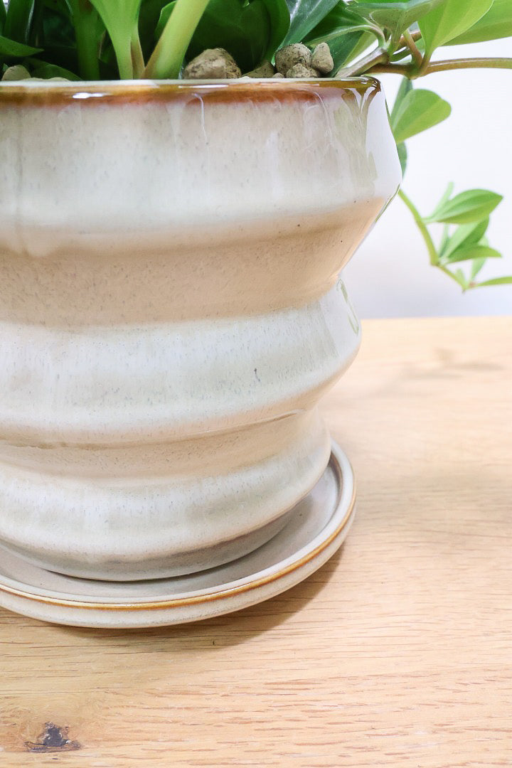 【ペペロミア フォレット】愛知県の冨永さんのオリジナル品種！ペペロミアの中でも育てやすい品種なんです！