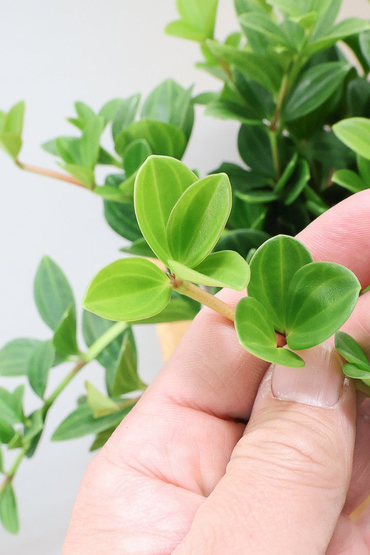 【ペペロミア フォレット】愛知県の冨永さんのオリジナル品種！ペペロミアの中でも育てやすい品種なんです！