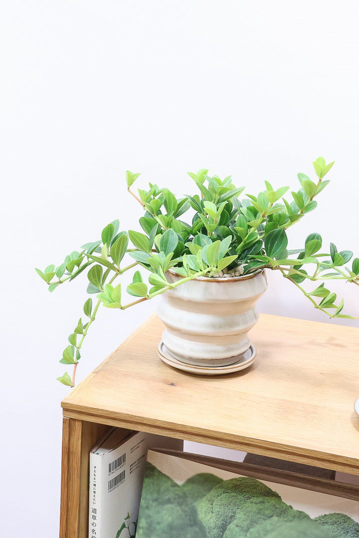 【ペペロミア フォレット】愛知県の冨永さんのオリジナル品種！ペペロミアの中でも育てやすい品種なんです！