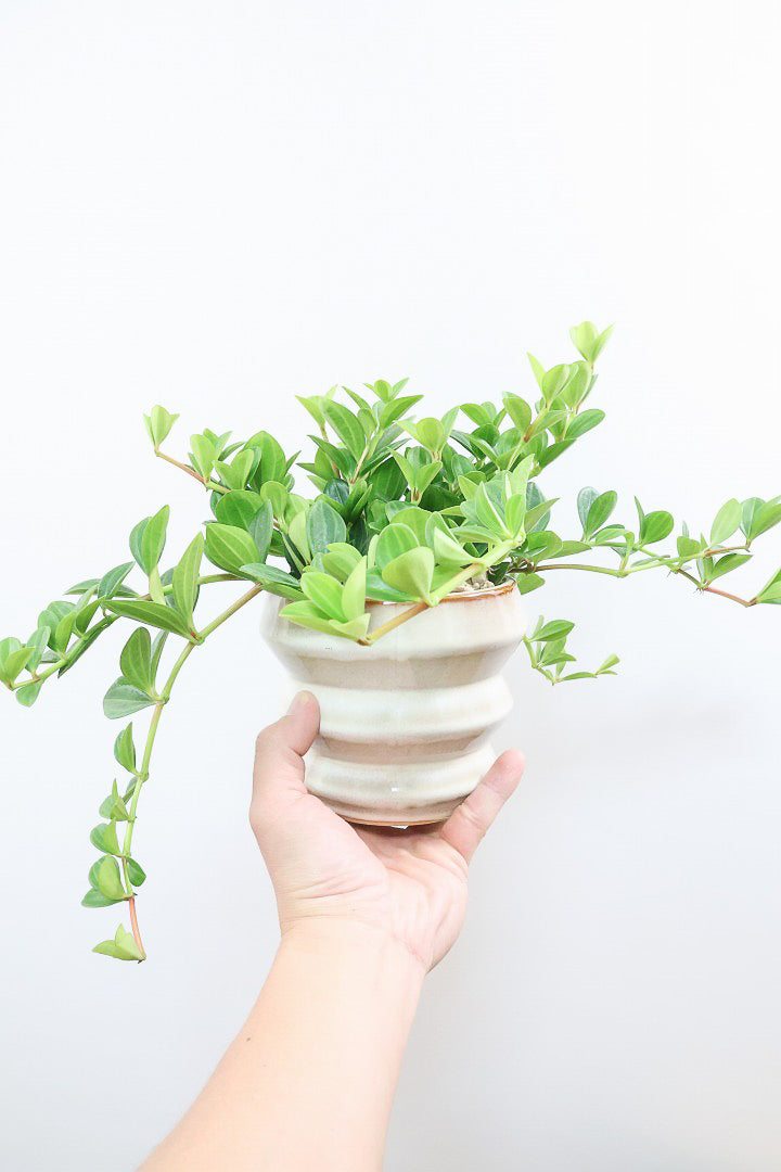 【ペペロミア フォレット】愛知県の冨永さんのオリジナル品種！ペペロミアの中でも育てやすい品種なんです！