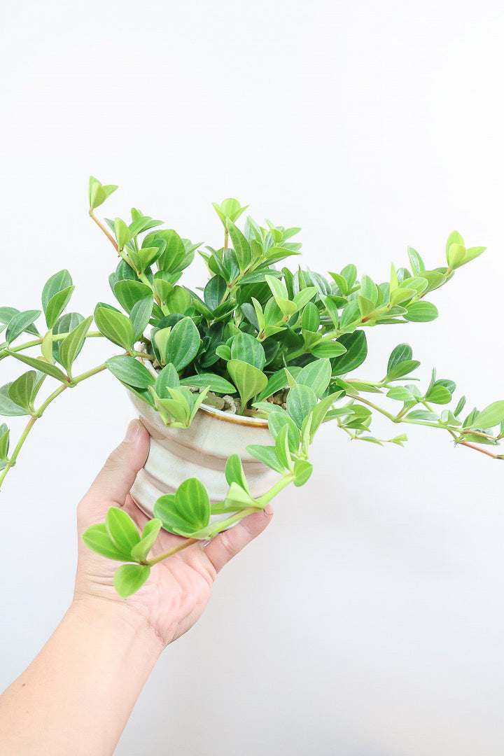 【ペペロミア フォレット】愛知県の冨永さんのオリジナル品種！ペペロミアの中でも育てやすい品種なんです！