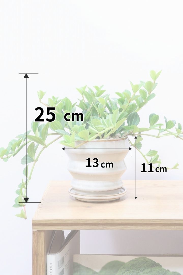 【ペペロミア フォレット】愛知県の冨永さんのオリジナル品種！ペペロミアの中でも育てやすい品種なんです！