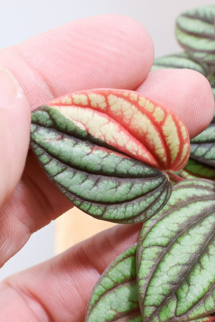 【ペペロミア  ペッパーミル バリエガタ】超希少な斑入り！生産者さんのハウスで見つけて分けてもらいました！