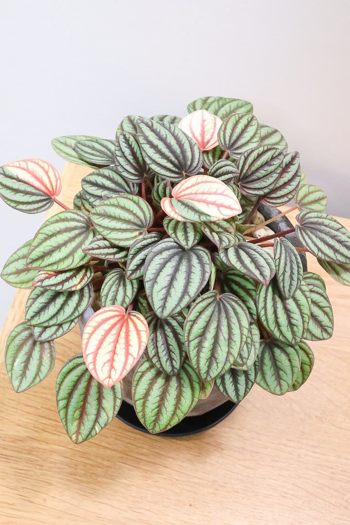 【ペペロミア  ペッパーミル バリエガタ】超希少な斑入り！生産者さんのハウスで見つけて分けてもらいました！