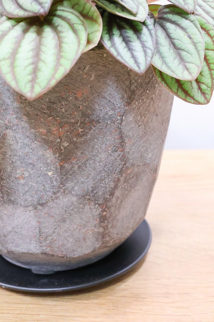 【ペペロミア  ペッパーミル バリエガタ】超希少な斑入り！生産者さんのハウスで見つけて分けてもらいました！