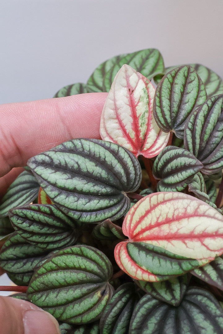 【ペペロミア  ペッパーミル バリエガタ】超希少な斑入り！生産者さんのハウスで見つけて分けてもらいました！