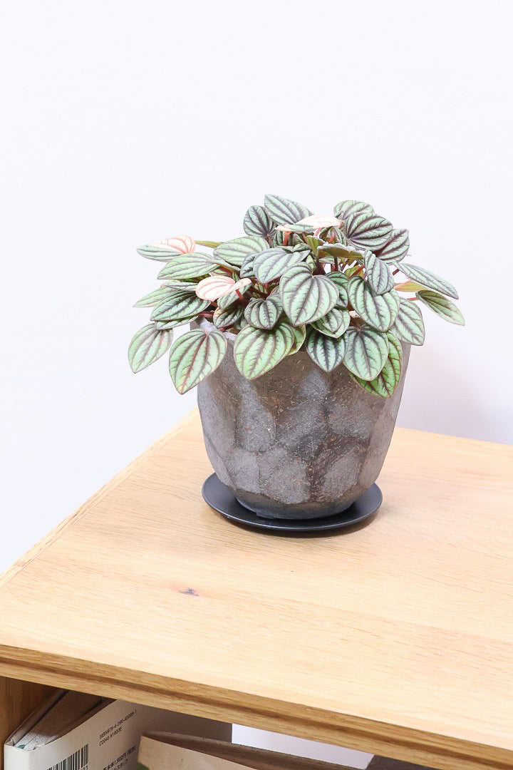 【ペペロミア  ペッパーミル バリエガタ】超希少な斑入り！生産者さんのハウスで見つけて分けてもらいました！