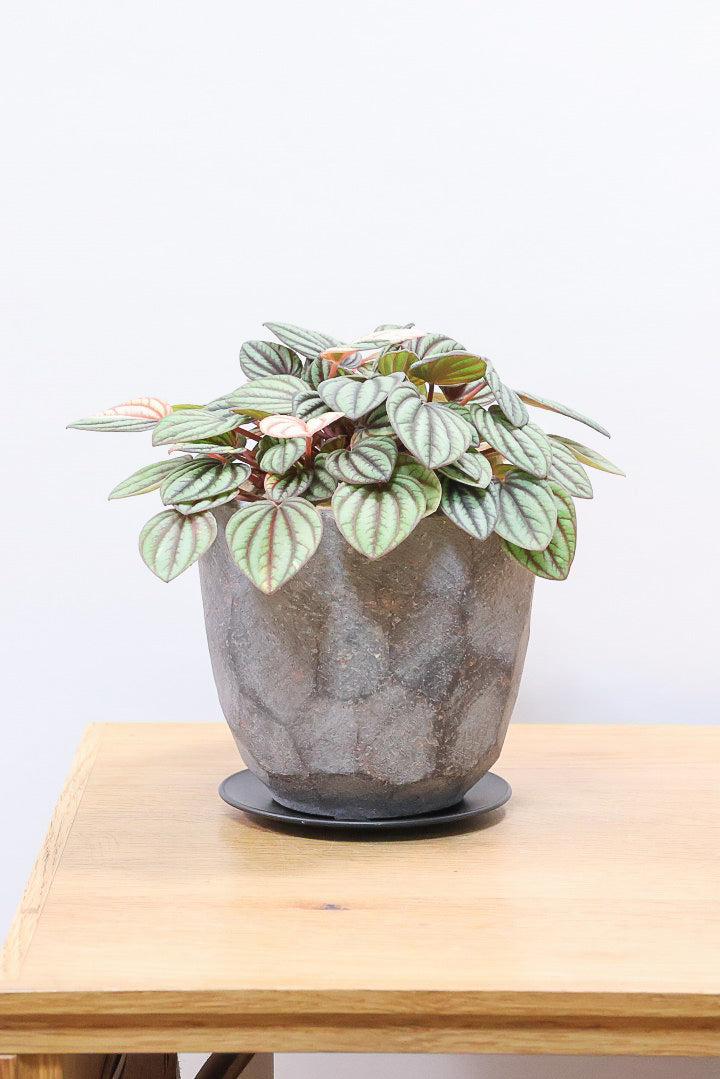 【ペペロミア  ペッパーミル バリエガタ】超希少な斑入り！生産者さんのハウスで見つけて分けてもらいました！