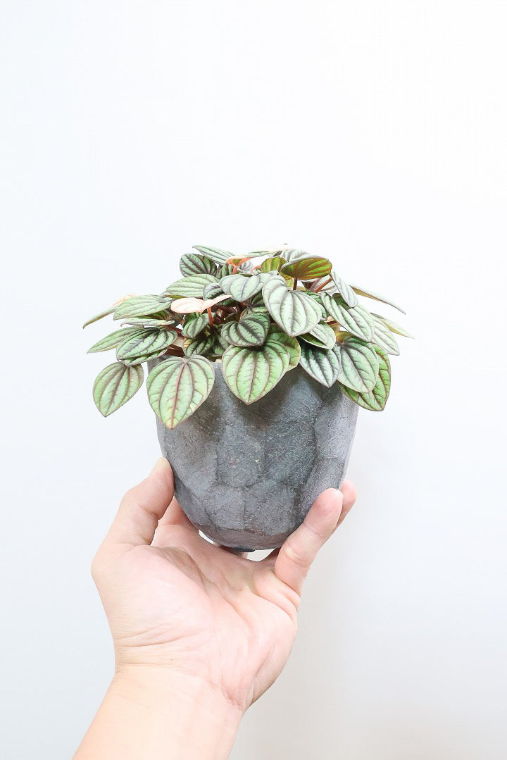 【ペペロミア  ペッパーミル バリエガタ】超希少な斑入り！生産者さんのハウスで見つけて分けてもらいました！