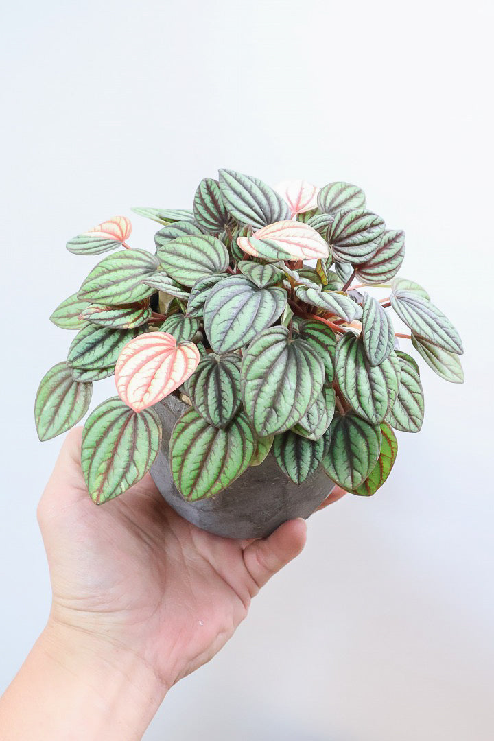 【ペペロミア  ペッパーミル バリエガタ】超希少な斑入り！生産者さんのハウスで見つけて分けてもらいました！