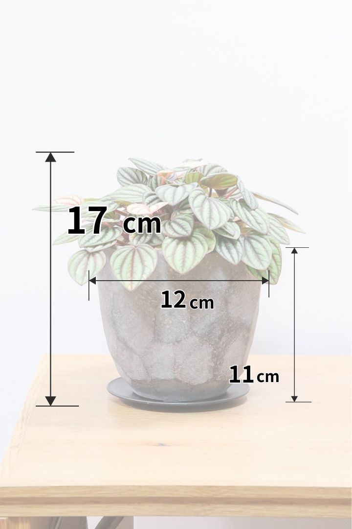 【ペペロミア  ペッパーミル バリエガタ】超希少な斑入り！生産者さんのハウスで見つけて分けてもらいました！