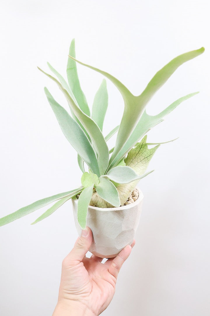 コウモリラン ベイチーW60904| 観葉植物の通信販売 | APEGO(アペーゴ)