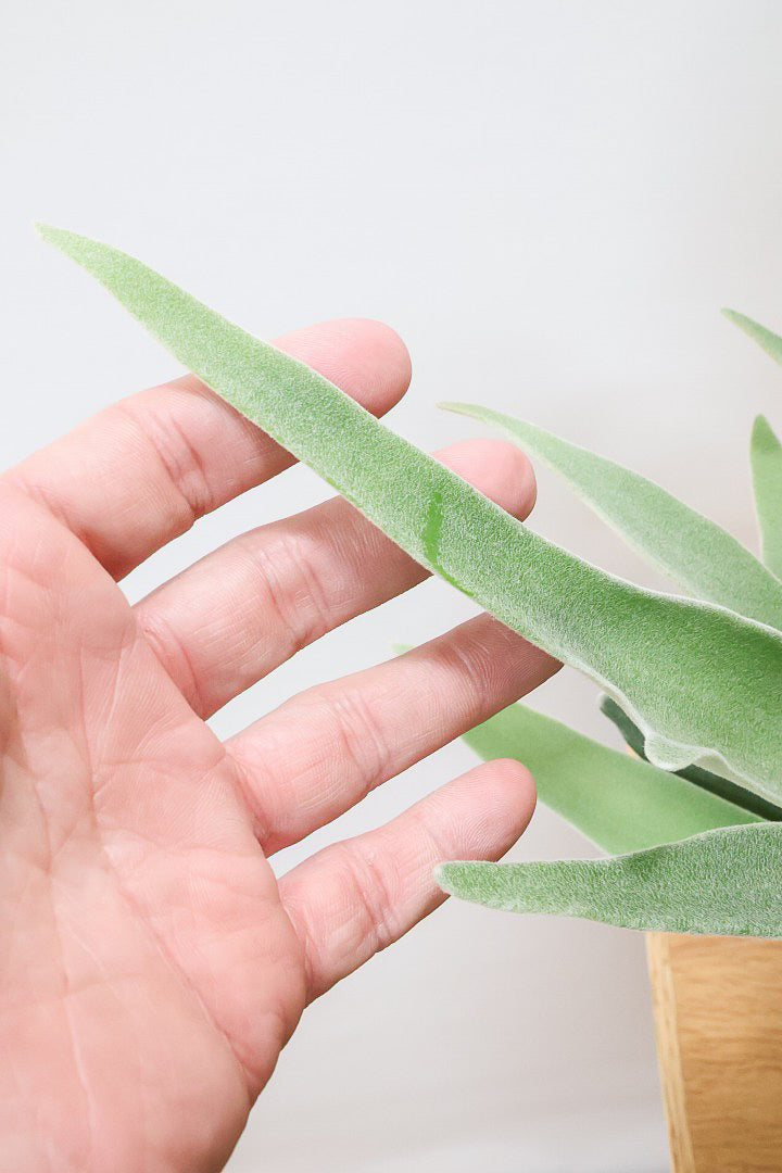 【コウモリラン ベイチー】このサイズ感はかなり希少！愛知県のコウモリランの有名生産者さんのこだわりの逸品！