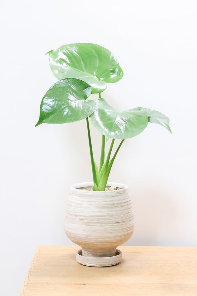 モンステラWIV60905| 観葉植物の通信販売 | APEGO(アペーゴ)