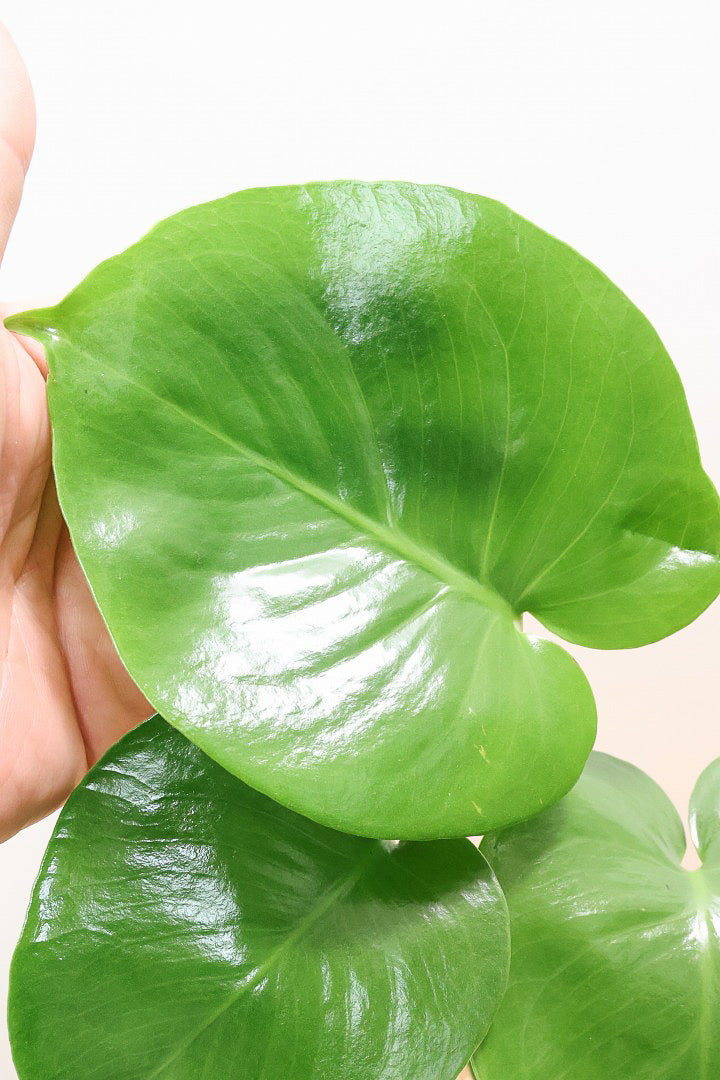 モンステラWIV60905| 観葉植物の通信販売 | APEGO(アペーゴ)