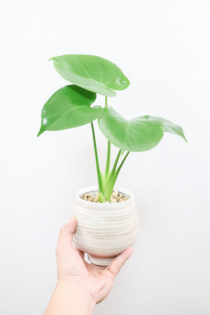 モンステラWIV60905| 観葉植物の通信販売 | APEGO(アペーゴ)