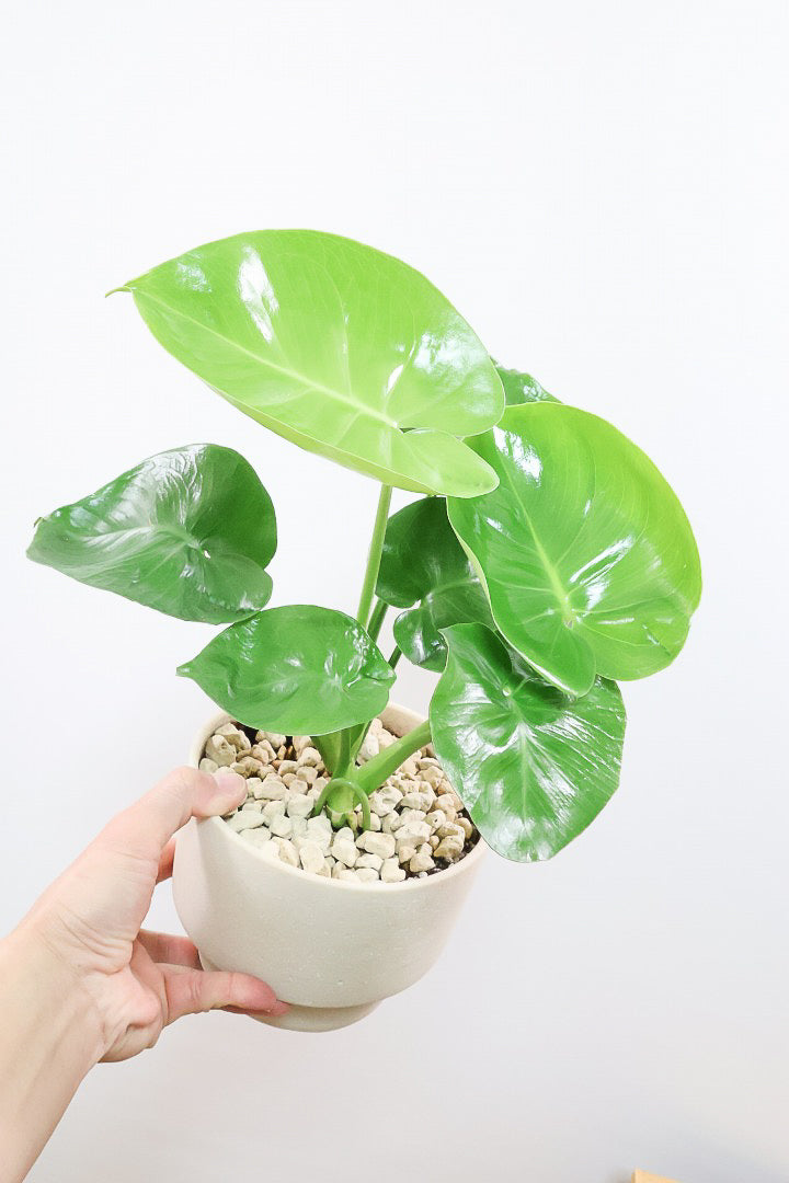 【モンステラ】かわいすぎますよ。だってこんなまん丸の葉っぱなんて…。お椀型のPOTもかわいい♪