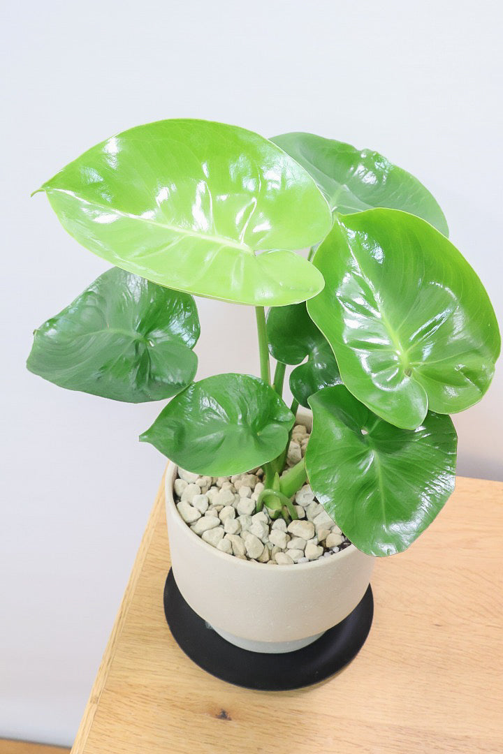 【モンステラ】かわいすぎますよ。だってこんなまん丸の葉っぱなんて…。お椀型のPOTもかわいい♪