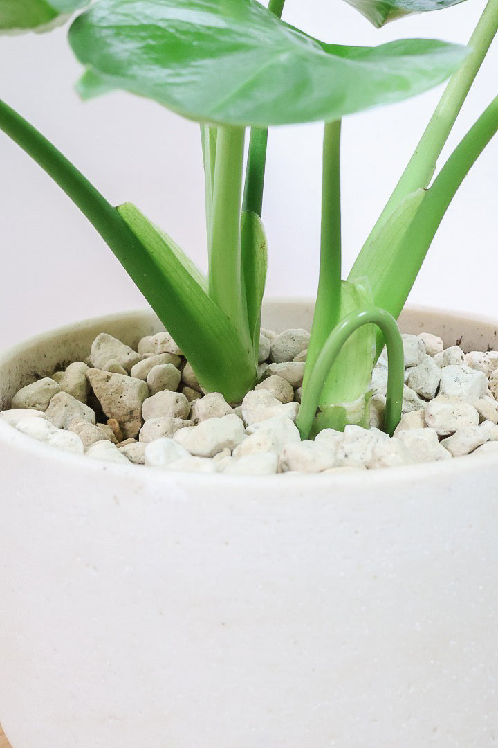 【モンステラ】かわいすぎますよ。だってこんなまん丸の葉っぱなんて…。お椀型のPOTもかわいい♪