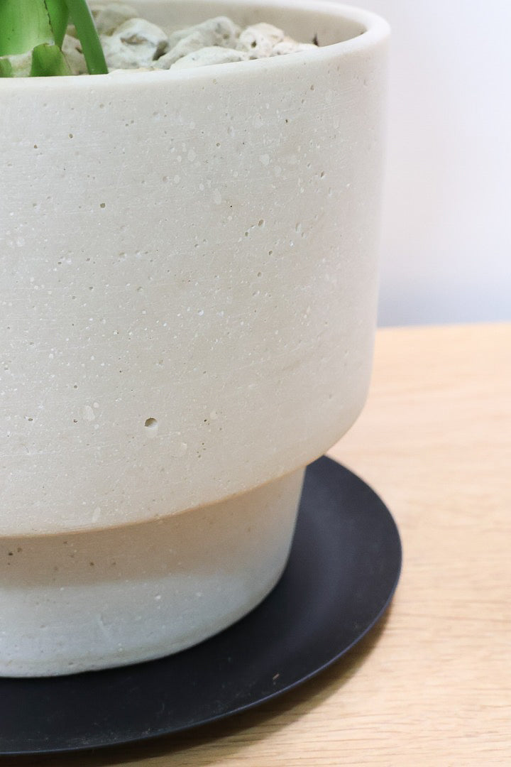 【モンステラ】かわいすぎますよ。だってこんなまん丸の葉っぱなんて…。お椀型のPOTもかわいい♪