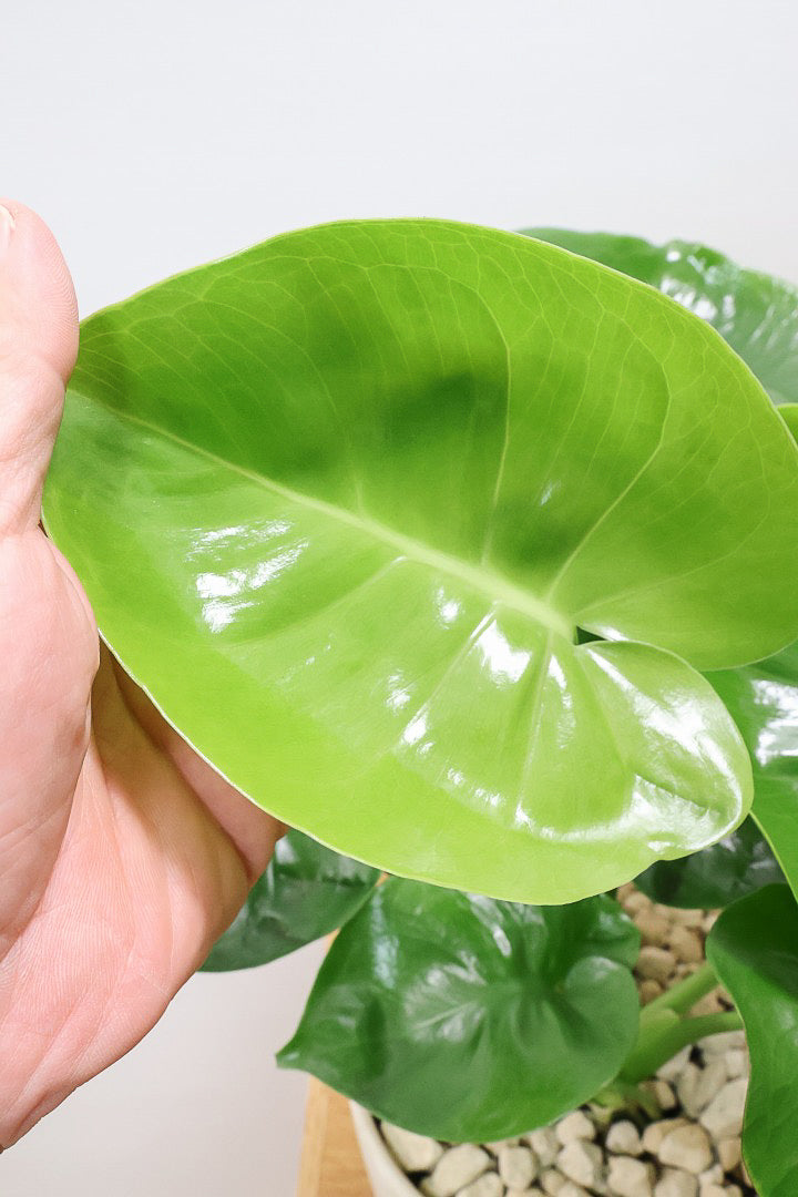 【モンステラ】かわいすぎますよ。だってこんなまん丸の葉っぱなんて…。お椀型のPOTもかわいい♪