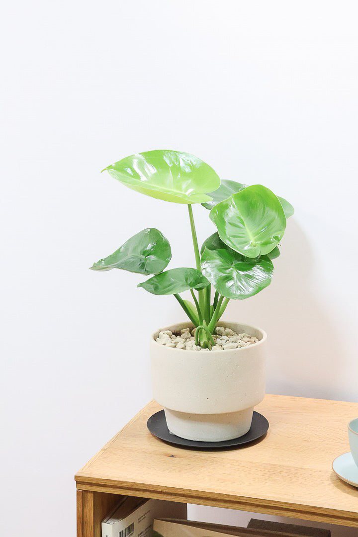 【モンステラ】かわいすぎますよ。だってこんなまん丸の葉っぱなんて…。お椀型のPOTもかわいい♪