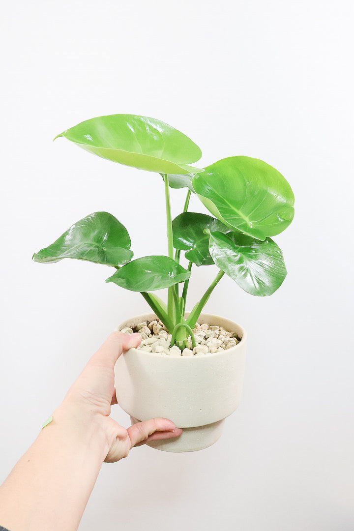 【モンステラ】かわいすぎますよ。だってこんなまん丸の葉っぱなんて…。お椀型のPOTもかわいい♪