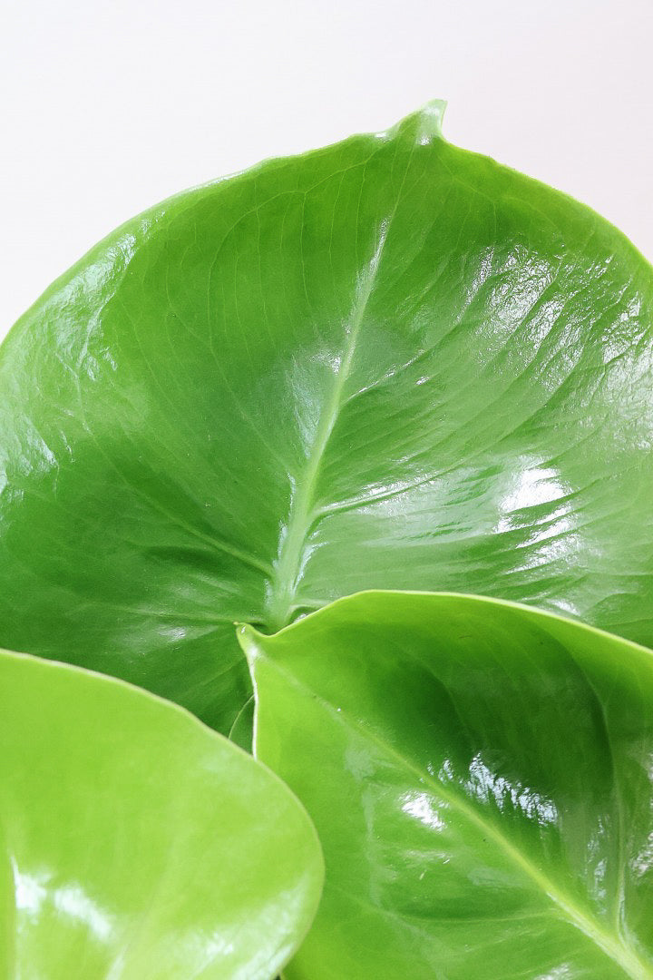 【モンステラ】かわいすぎますよ。だってこんなまん丸の葉っぱなんて…。お椀型のPOTもかわいい♪