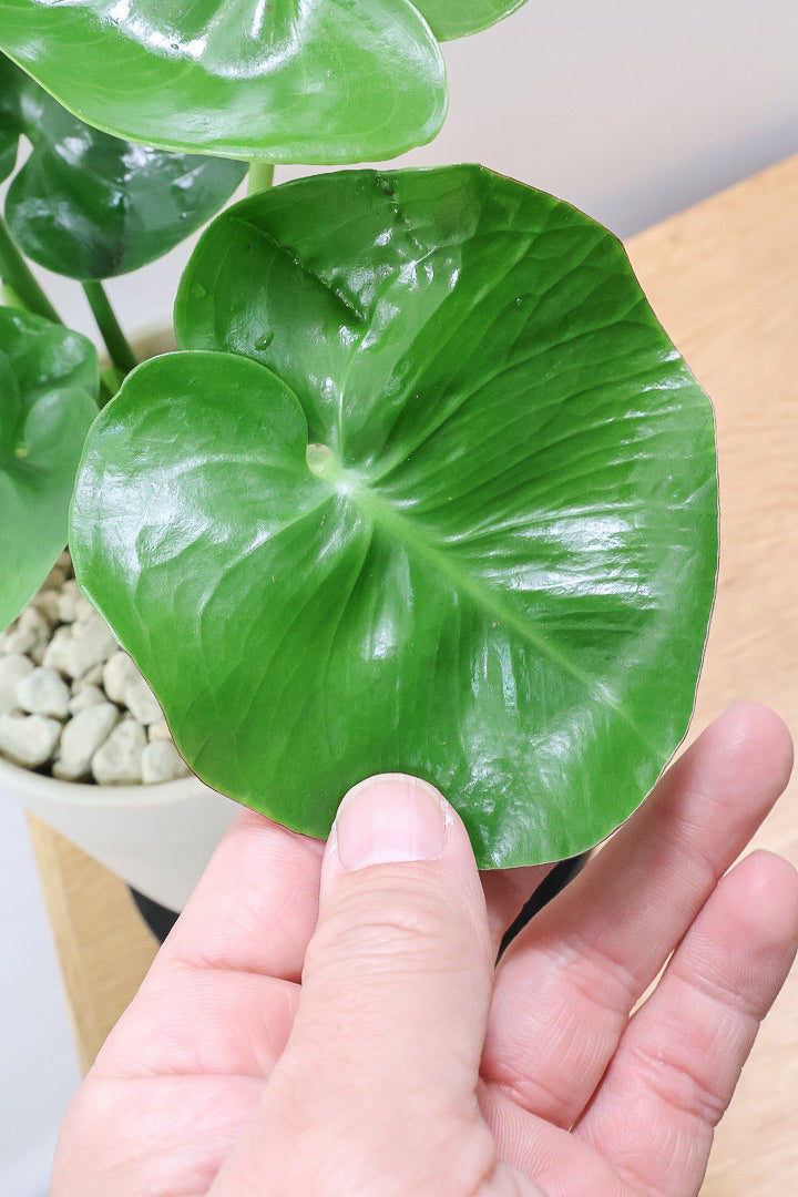 【モンステラ】かわいすぎますよ。だってこんなまん丸の葉っぱなんて…。お椀型のPOTもかわいい♪