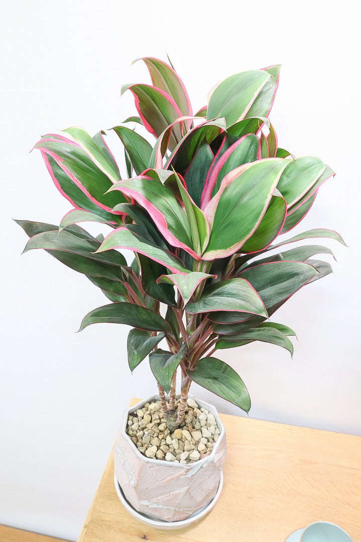 【コルジリネ レッドエッジ】今が一番美しい葉色！長い時間をかけて作られた素晴らしい逸品です！