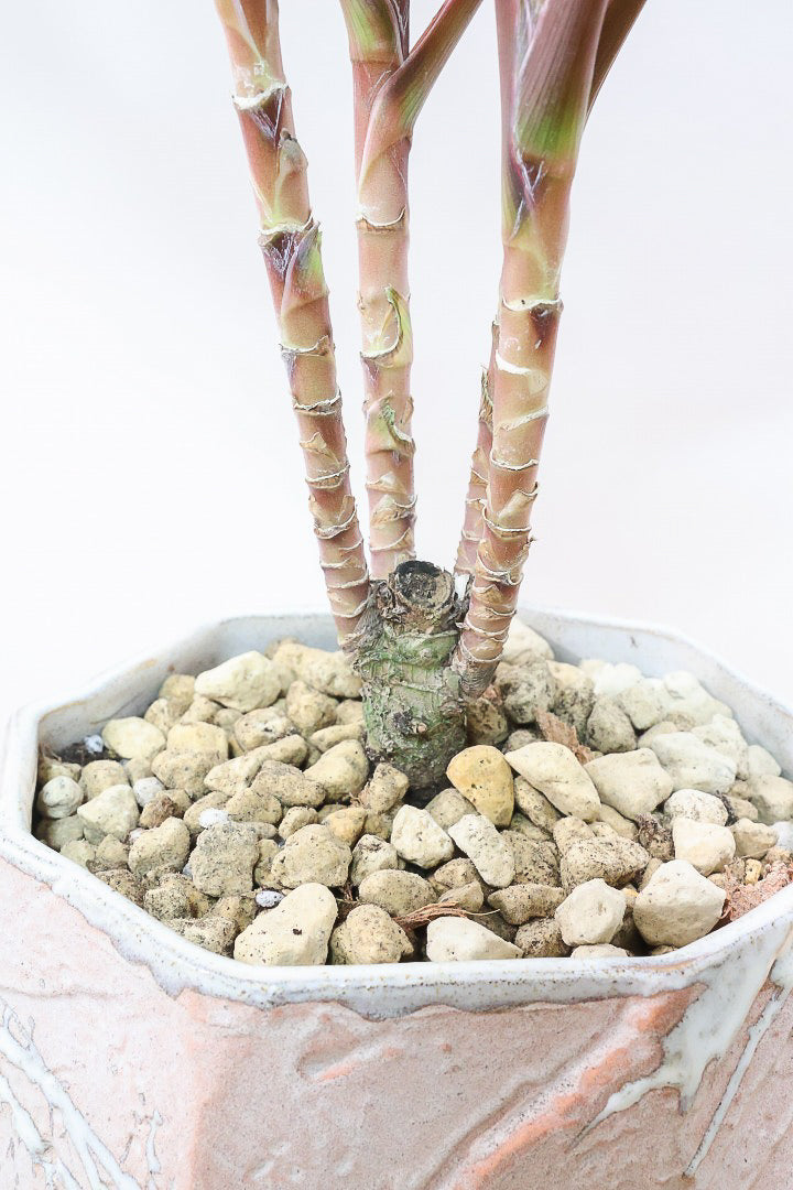 【コルジリネ レッドエッジ】今が一番美しい葉色！長い時間をかけて作られた素晴らしい逸品です！