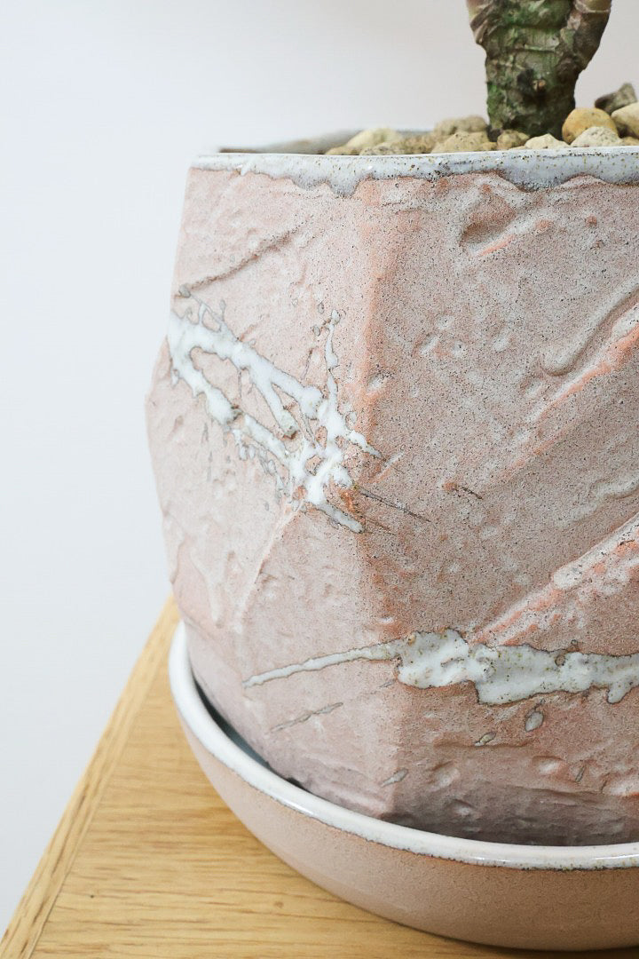 【コルジリネ レッドエッジ】今が一番美しい葉色！長い時間をかけて作られた素晴らしい逸品です！