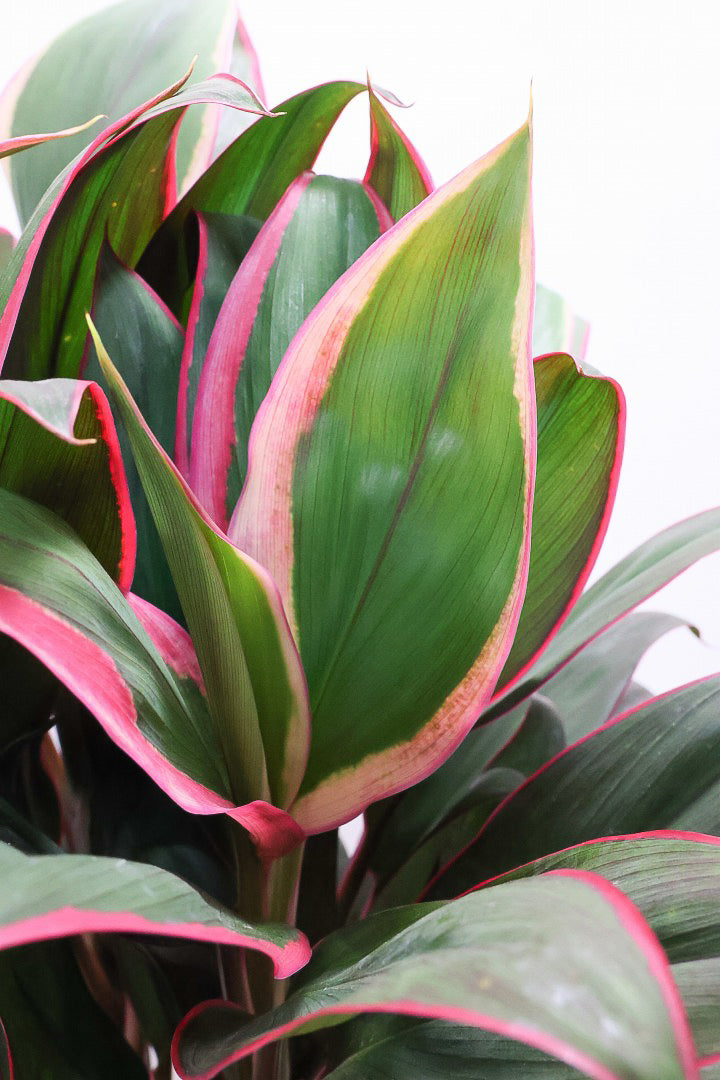 【コルジリネ レッドエッジ】今が一番美しい葉色！長い時間をかけて作られた素晴らしい逸品です！