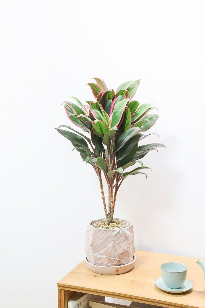 【コルジリネ レッドエッジ】今が一番美しい葉色！長い時間をかけて作られた素晴らしい逸品です！