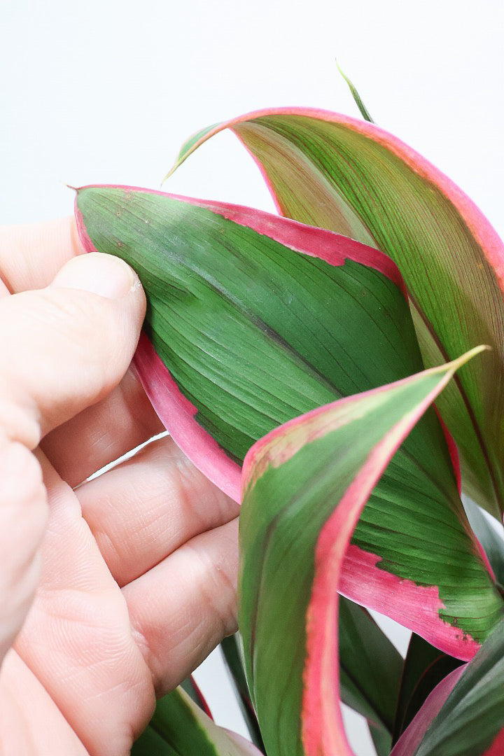 【コルジリネ レッドエッジ】今が一番美しい葉色！長い時間をかけて作られた素晴らしい逸品です！