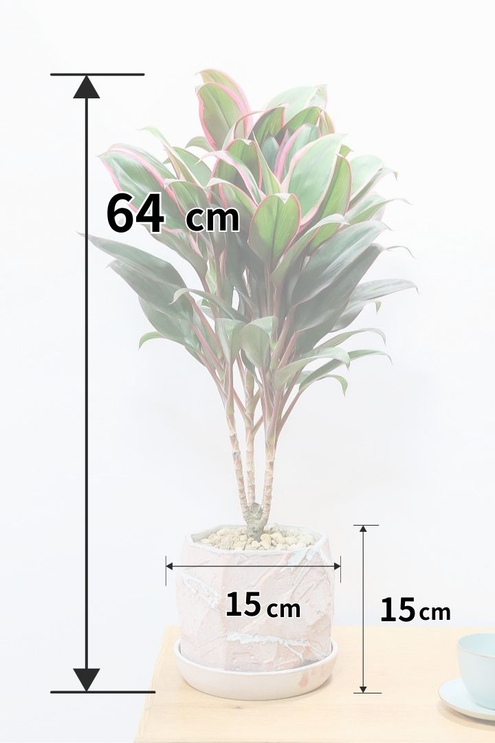 【コルジリネ レッドエッジ】今が一番美しい葉色！長い時間をかけて作られた素晴らしい逸品です！