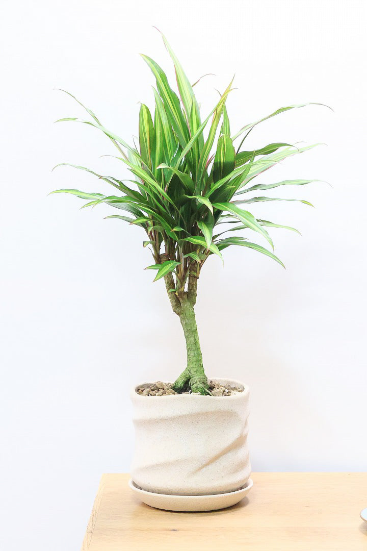 【コルジリネ ターミナリス】今が一番美しい葉色！長い時間をかけて作られた素晴らしい逸品です！