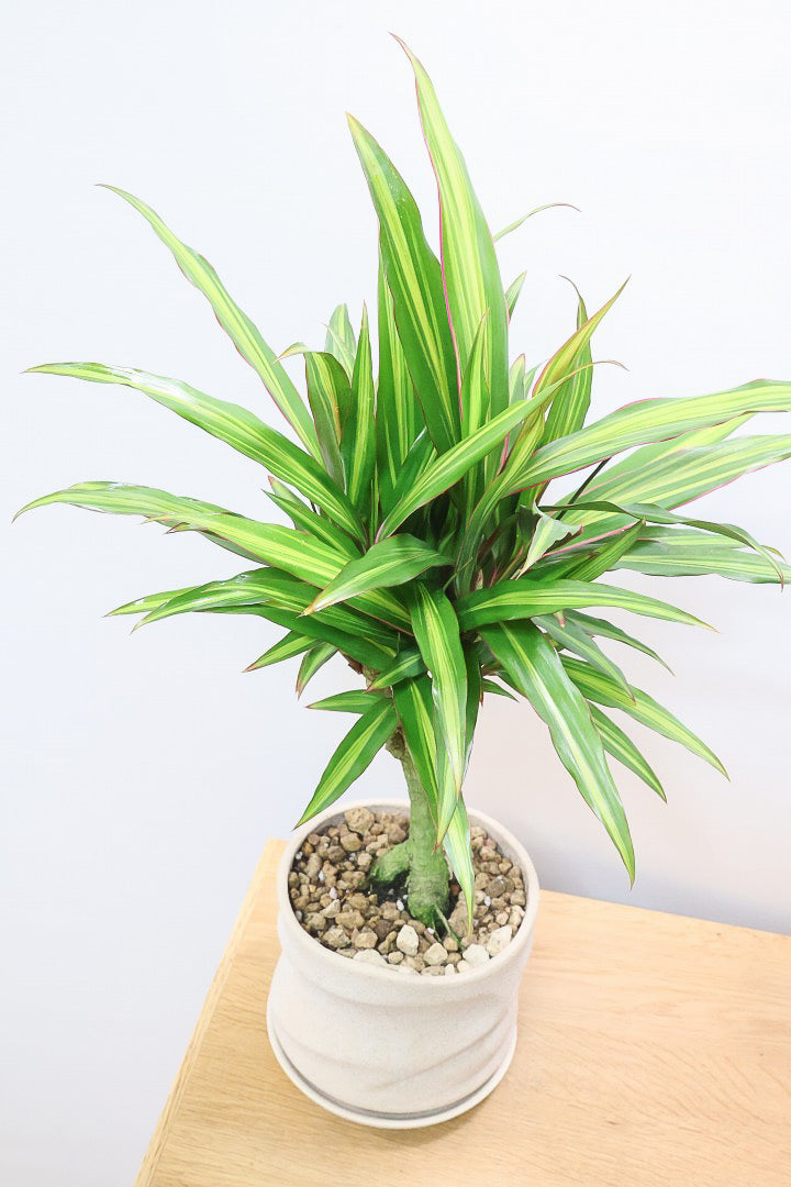 【コルジリネ ターミナリス】今が一番美しい葉色！長い時間をかけて作られた素晴らしい逸品です！