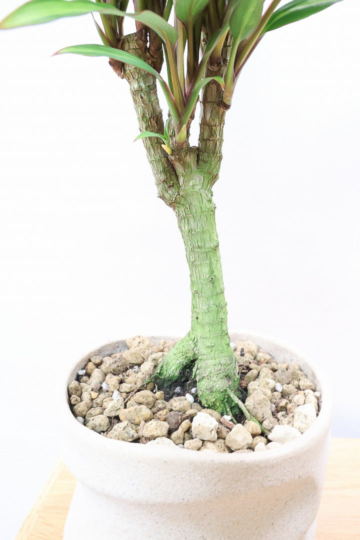 【コルジリネ ターミナリス】今が一番美しい葉色！長い時間をかけて作られた素晴らしい逸品です！