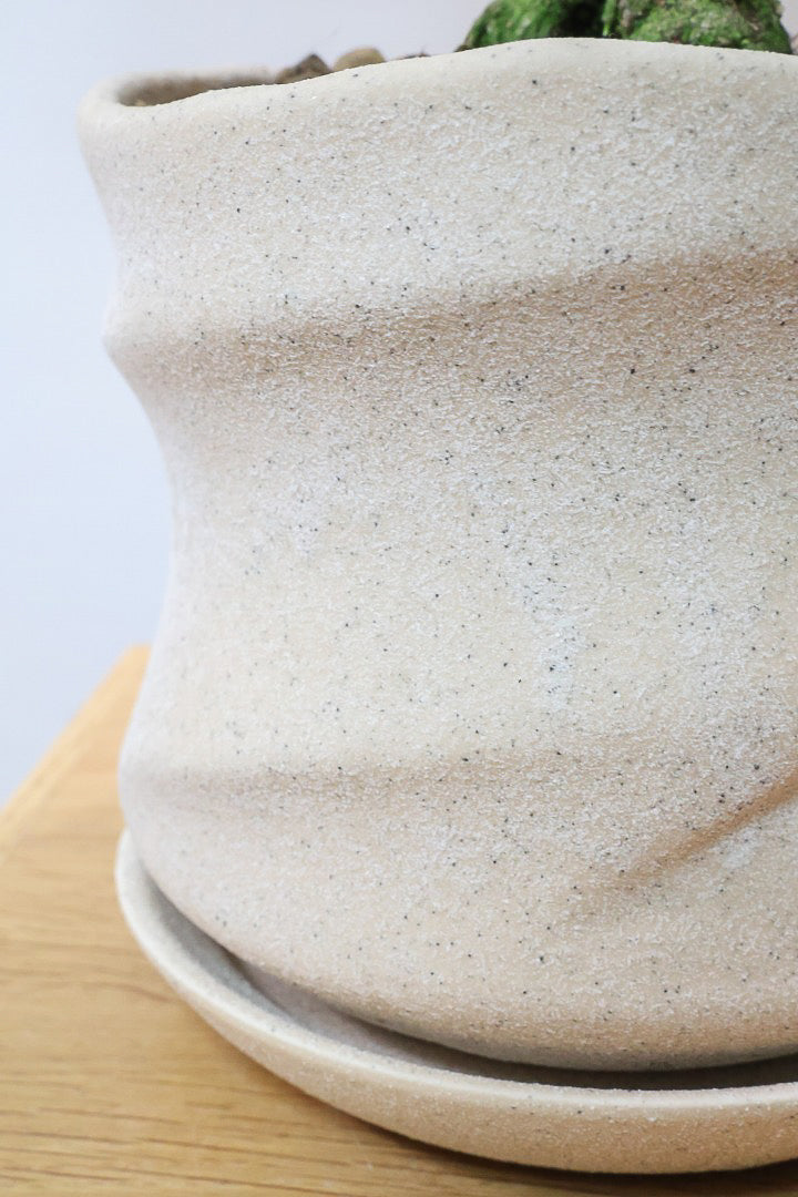 【コルジリネ ターミナリス】今が一番美しい葉色！長い時間をかけて作られた素晴らしい逸品です！