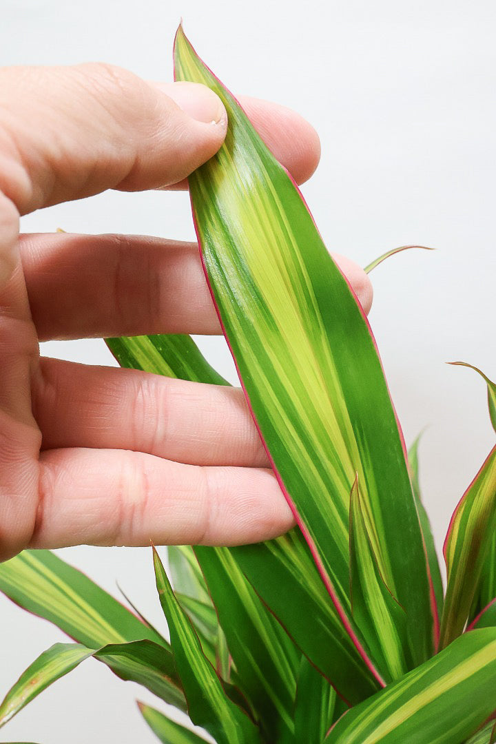 【コルジリネ ターミナリス】今が一番美しい葉色！長い時間をかけて作られた素晴らしい逸品です！