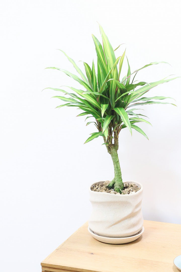 【コルジリネ ターミナリス】今が一番美しい葉色！長い時間をかけて作られた素晴らしい逸品です！