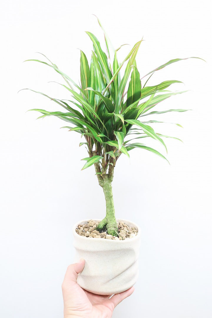 【コルジリネ ターミナリス】今が一番美しい葉色！長い時間をかけて作られた素晴らしい逸品です！